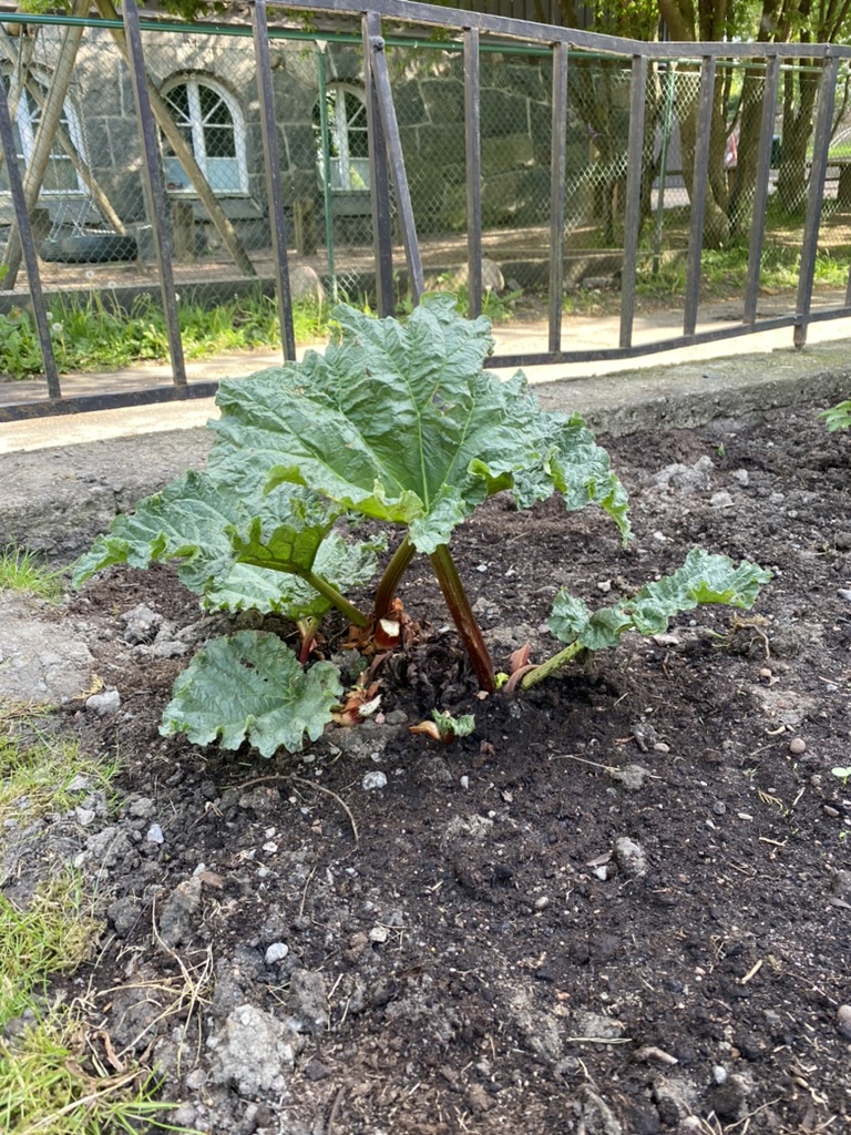 Rabarber i trädgården med växthus i bakgrunden