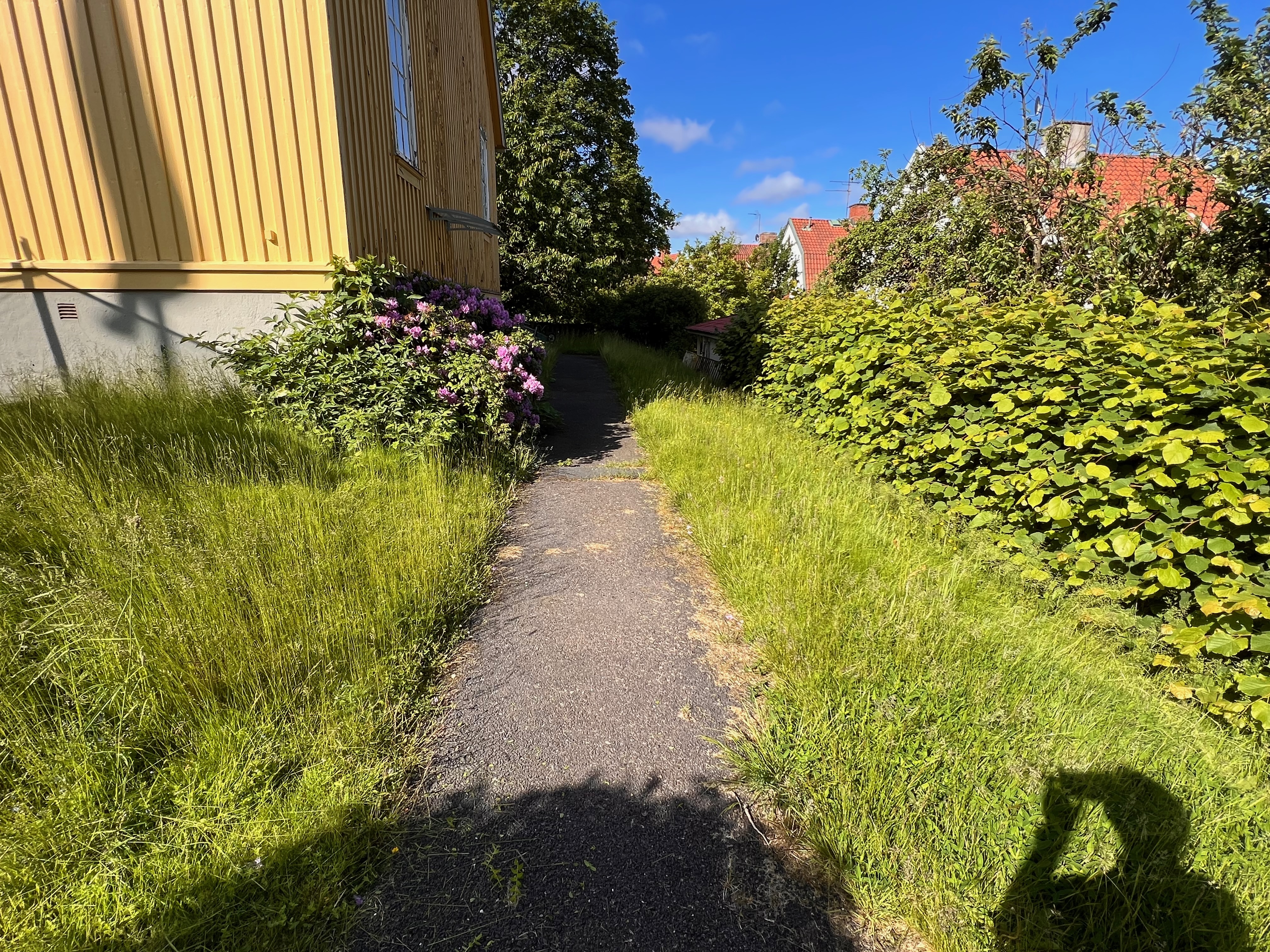 Sidogången längs villan med frodig grönska och häckar