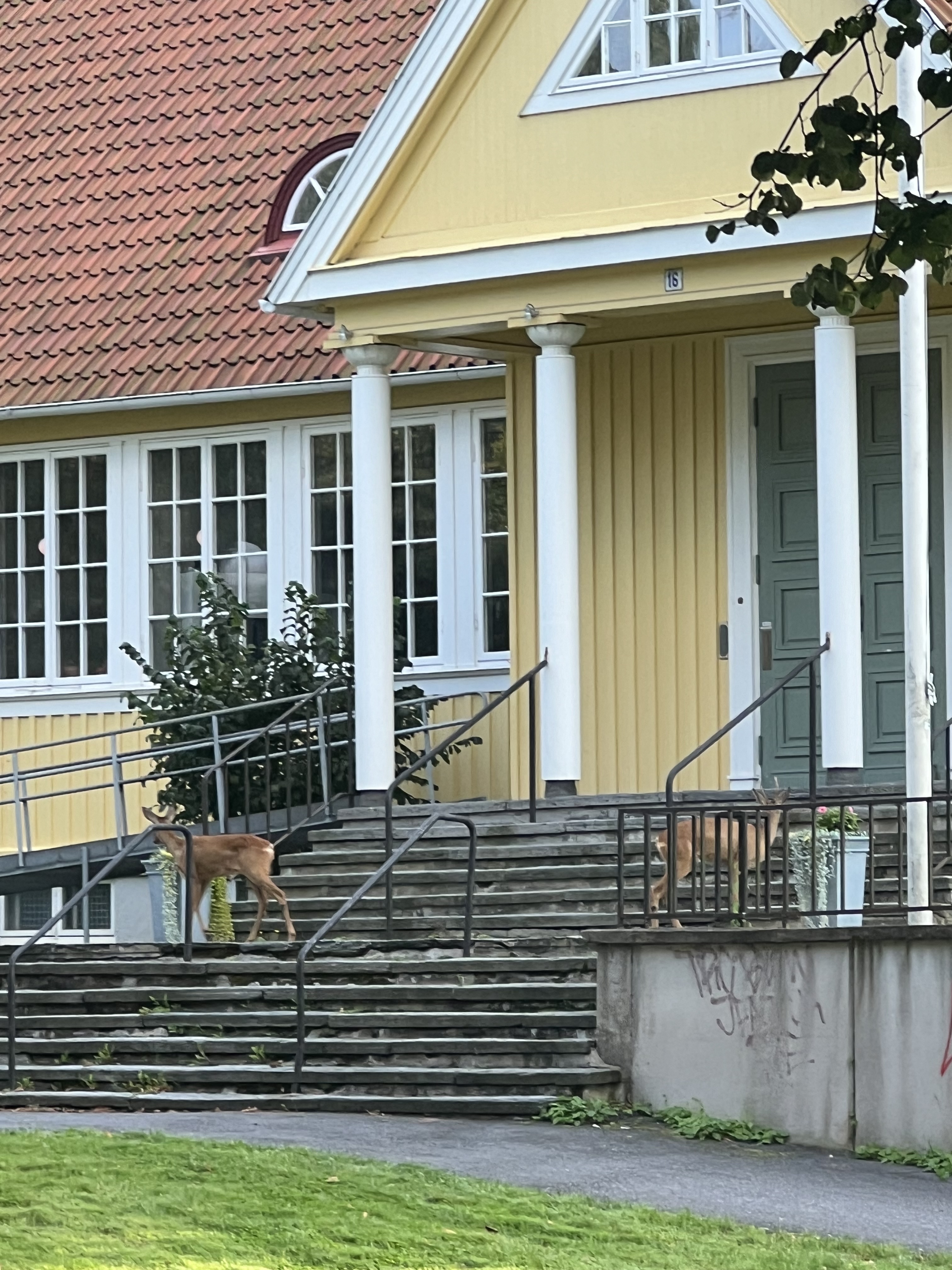 Rådjur på trappan framför entrén