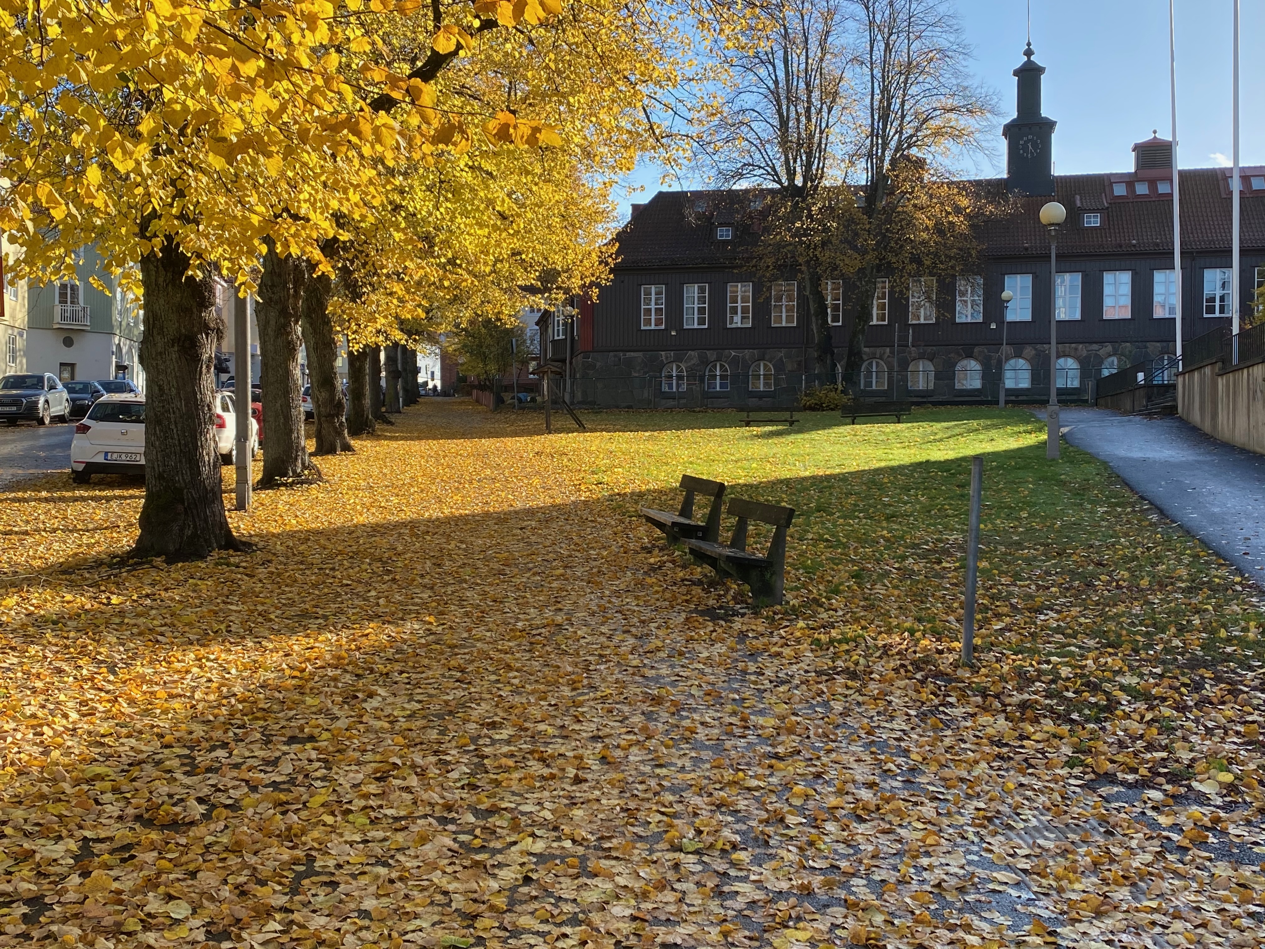 Höst i Bagaregården – guldgula löv längs allén