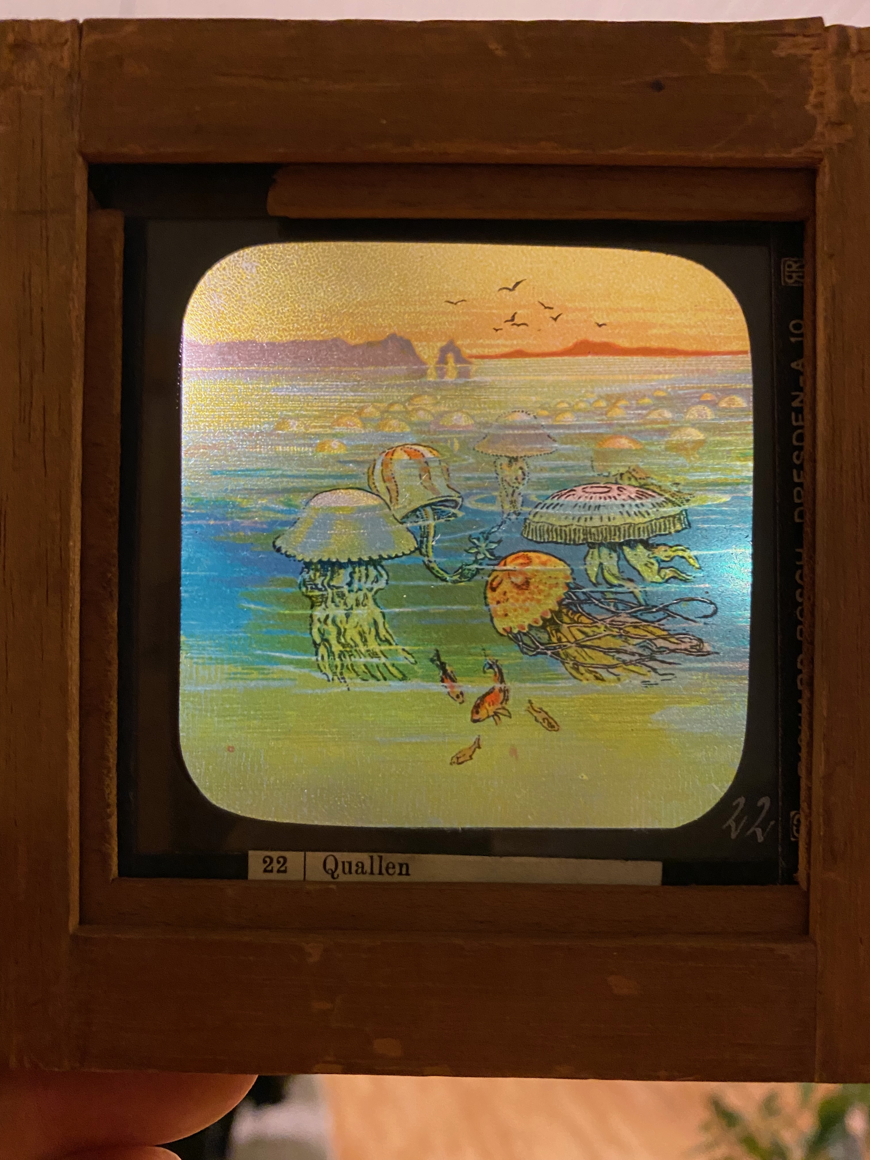 Handmålad glasdia – maneter (Quallen) i havet