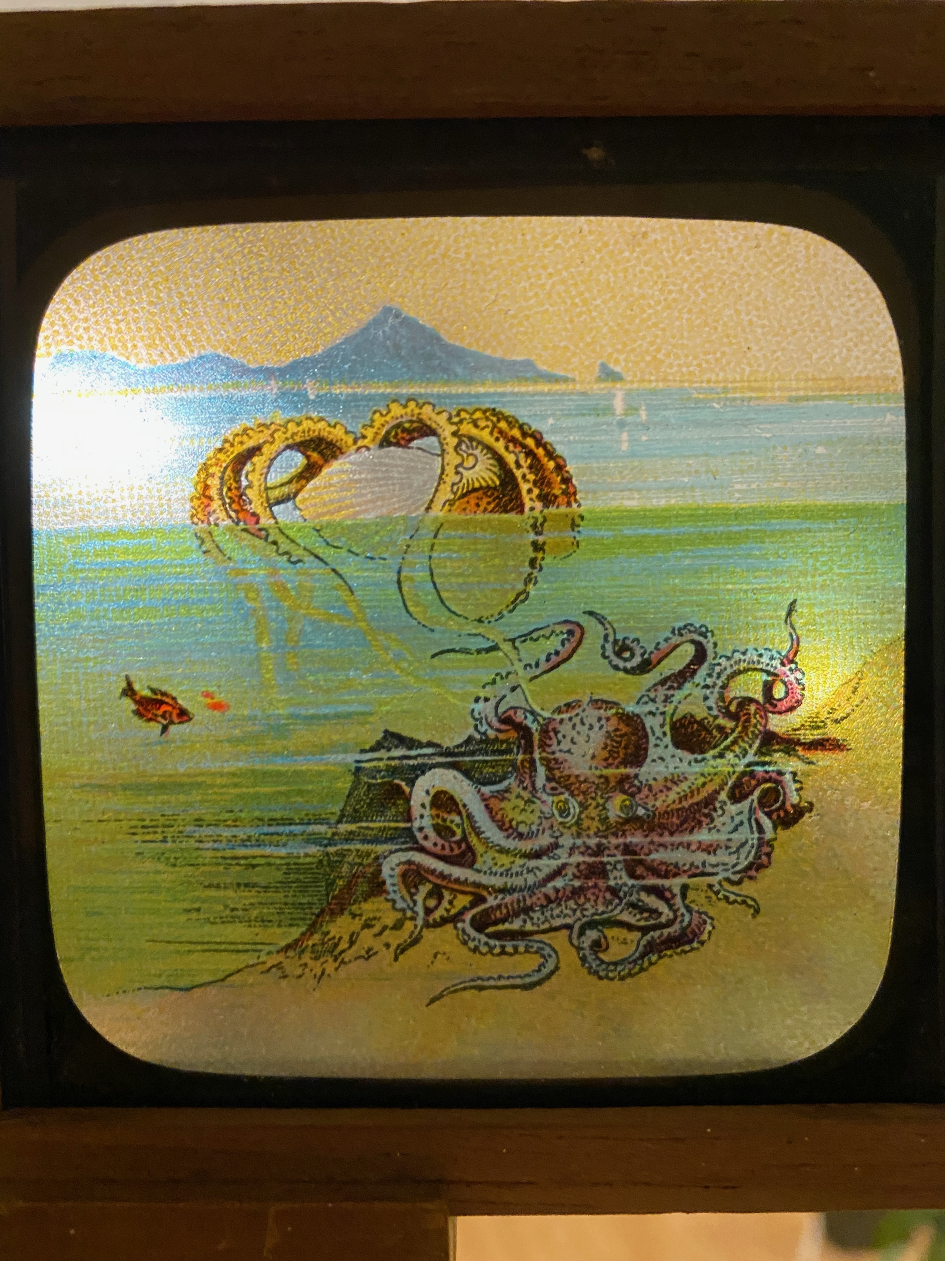 Handmålad glasdia – bläckfisk vid kusten